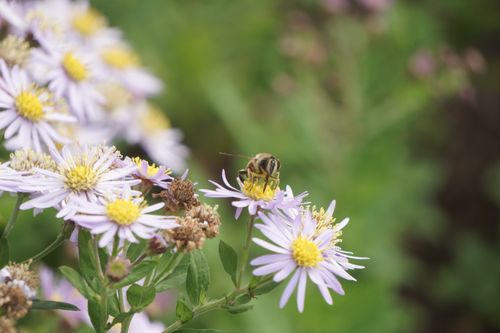 Free A bee collecting nectar on purple aster flowers in full bloom. Stock Photo