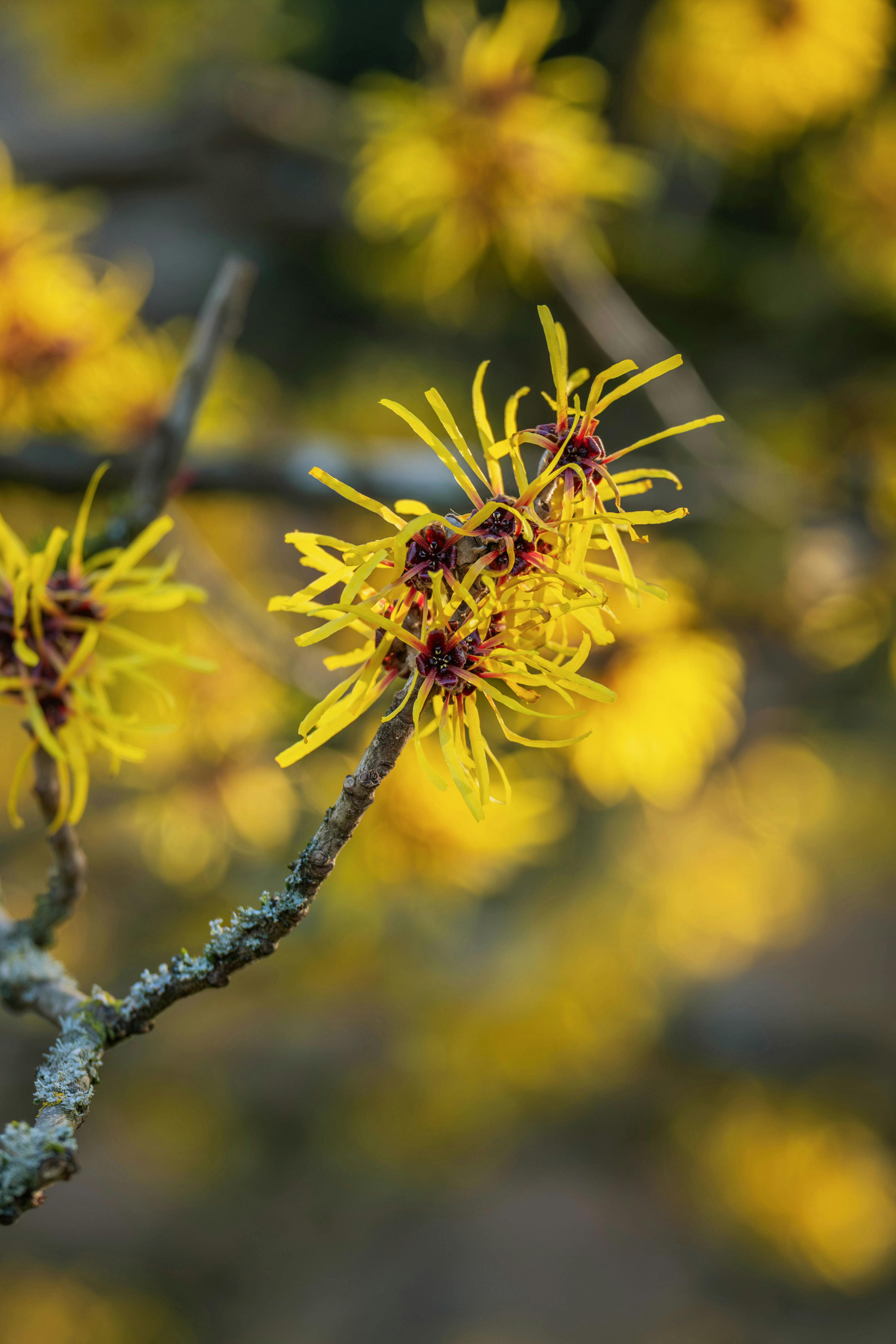 Hamamelis x intermedia