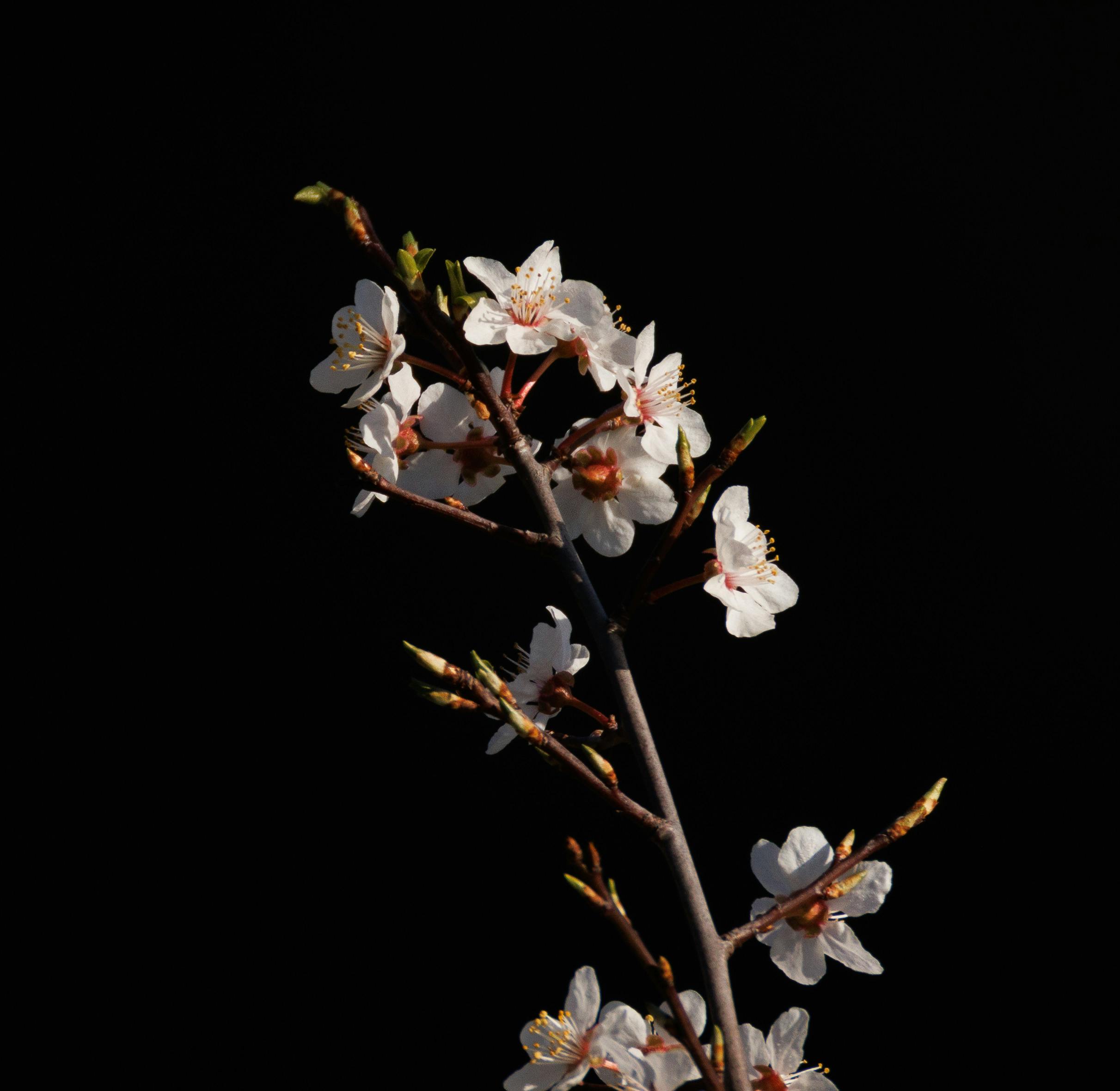Cherry blossom branch against a black backdrop, highlighting the delicate white flowers.