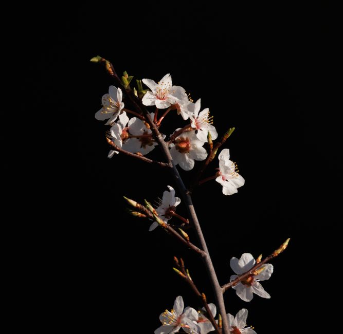 Cherry blossom branch against a black backdrop, highlighting the delicate white flowers.