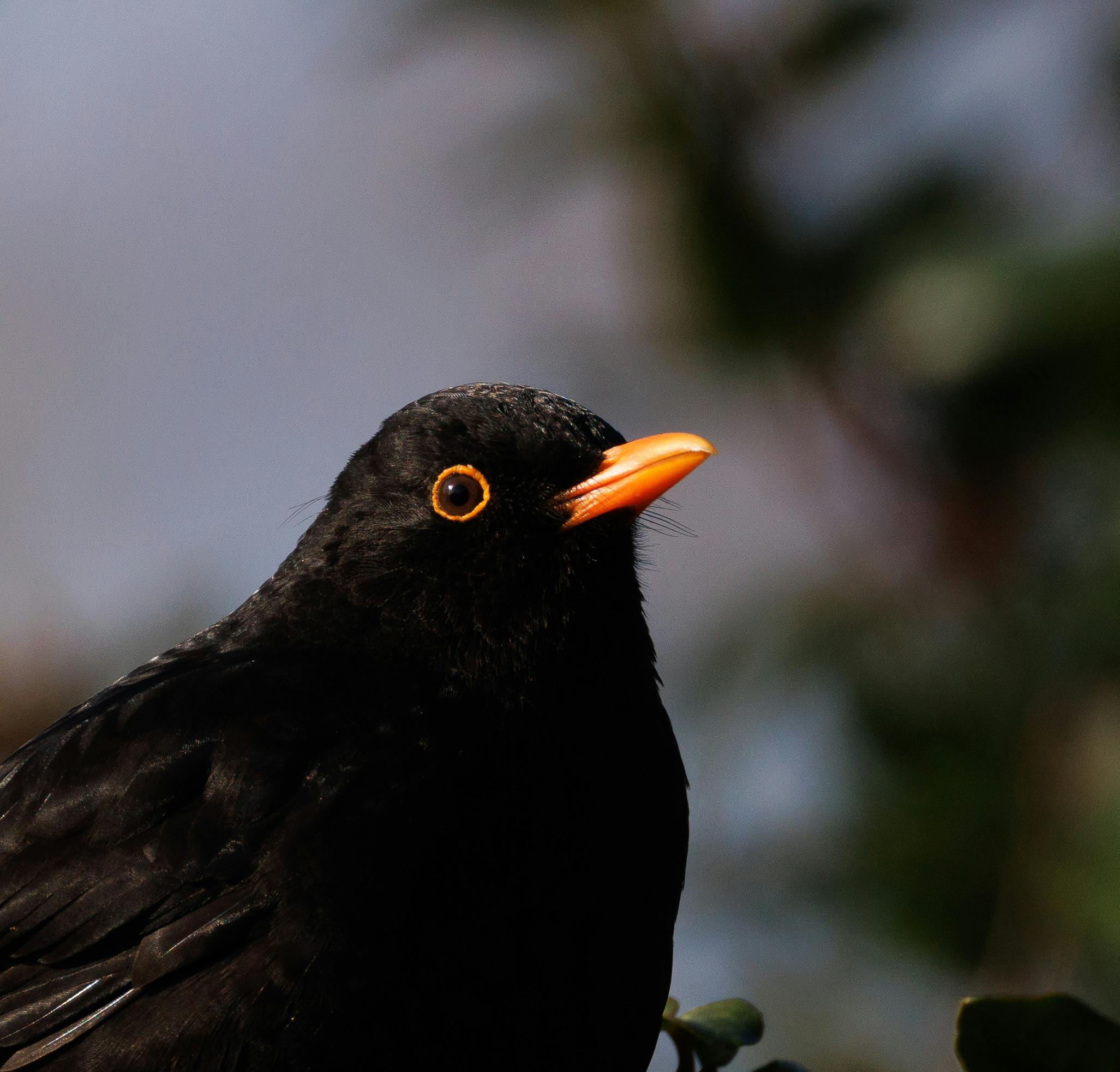 Close-up of a Blackbird in Natural Habitat · Free Stock Photo