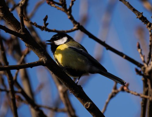 Free Close-up of a Great Tit bird on a tree branch against a clear blue sky. Stock Photo
