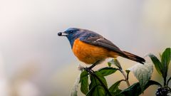 Morni ridge bird-watching walk