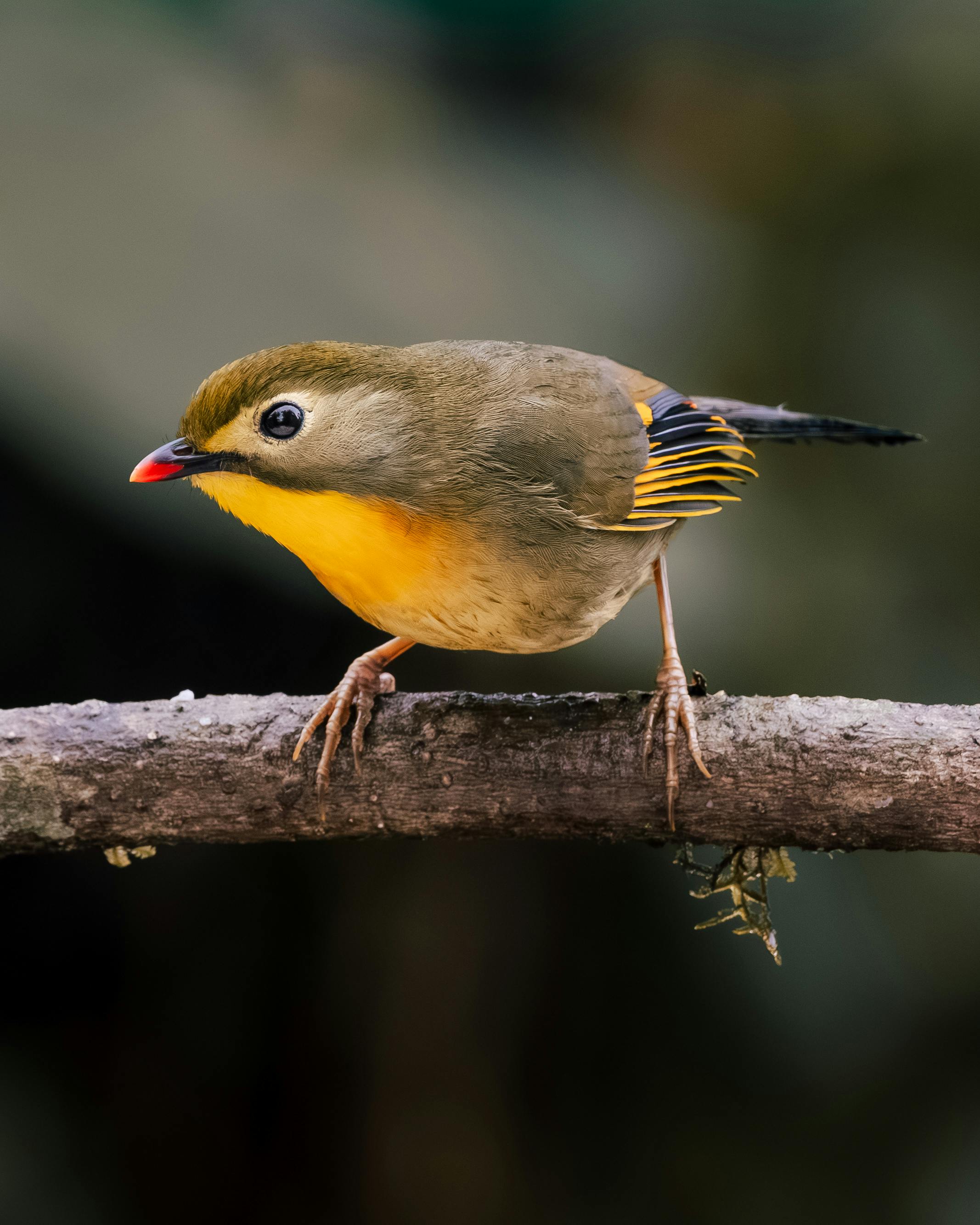 Vibrant Red-billed Leiothrix perched on a branch in Rishop, West Bengal, India.