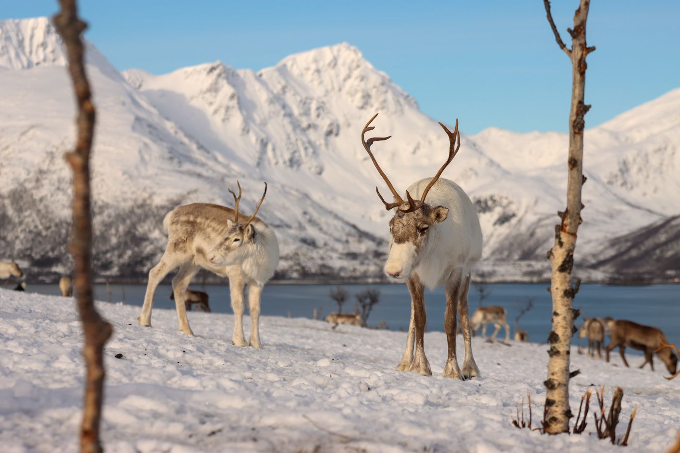 Reindeer grazing on snow-covered ground with snowy mountains in the background, near Tromsø, Norway.