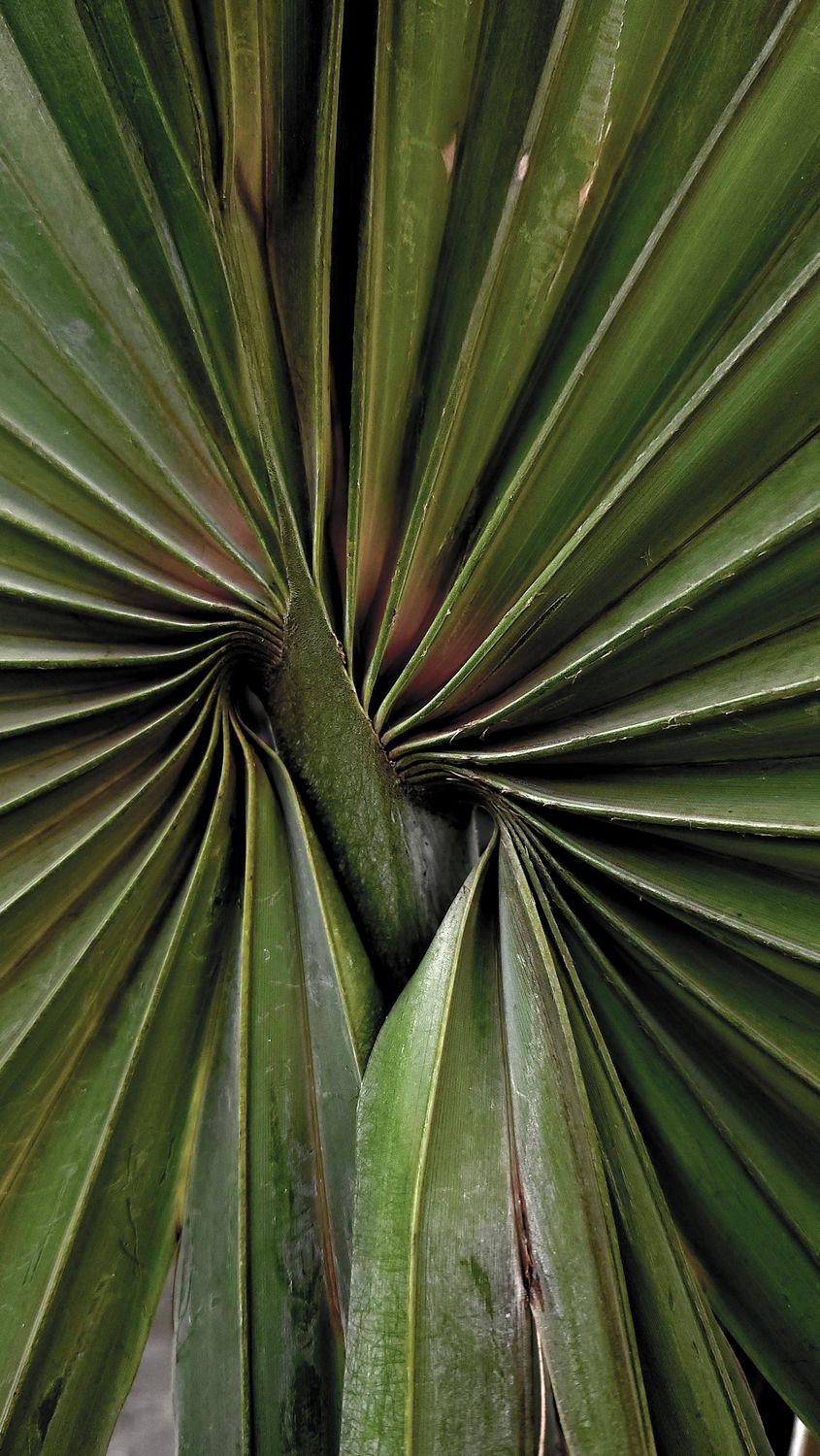 Close up Of A Folded Tropical Palm Leaf Free Stock Photo close-up-of-a-folded-tropical-palm-leaf-free-stock-photo