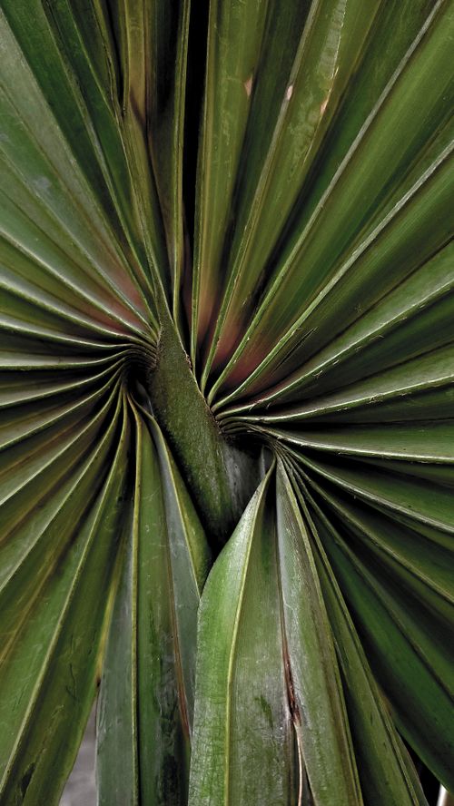 Free Intricate close-up of a folded tropical palm leaf revealing rich green textures. Stock Photo