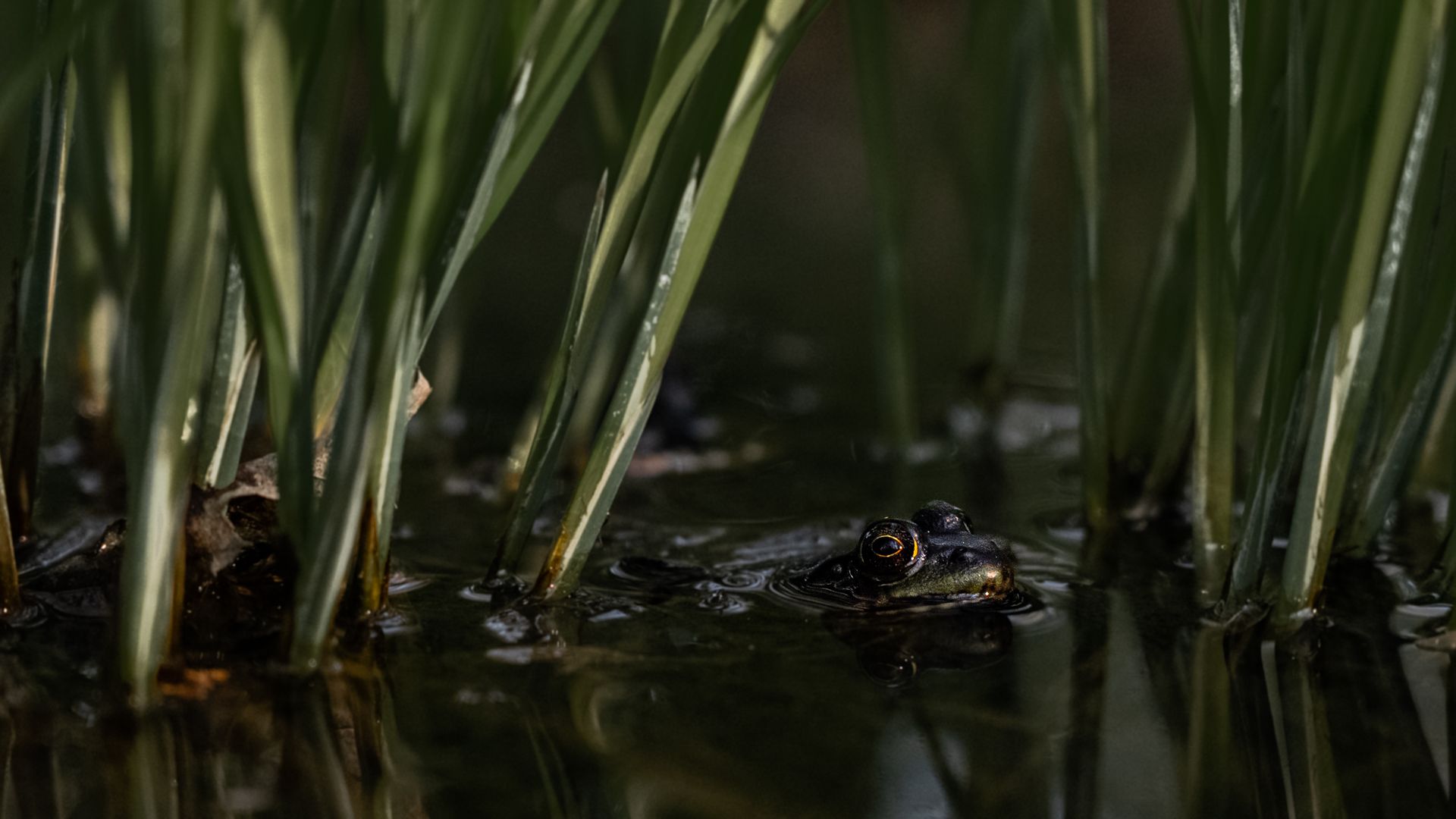 A frog peeks above the water surface amidst reeds in a marsh.