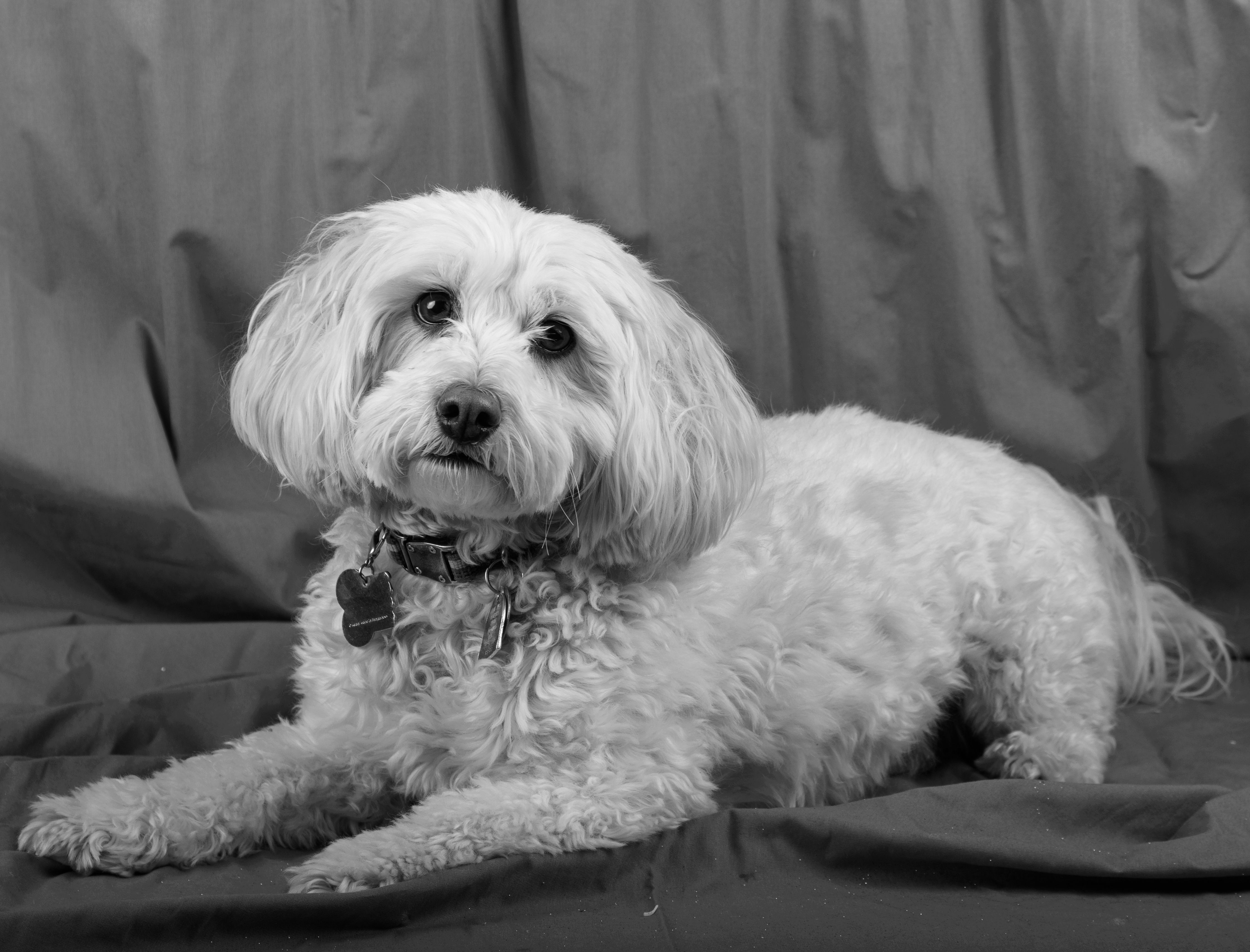 Charming black and white portrait of a fluffy white poodle relaxing on a draped surface.