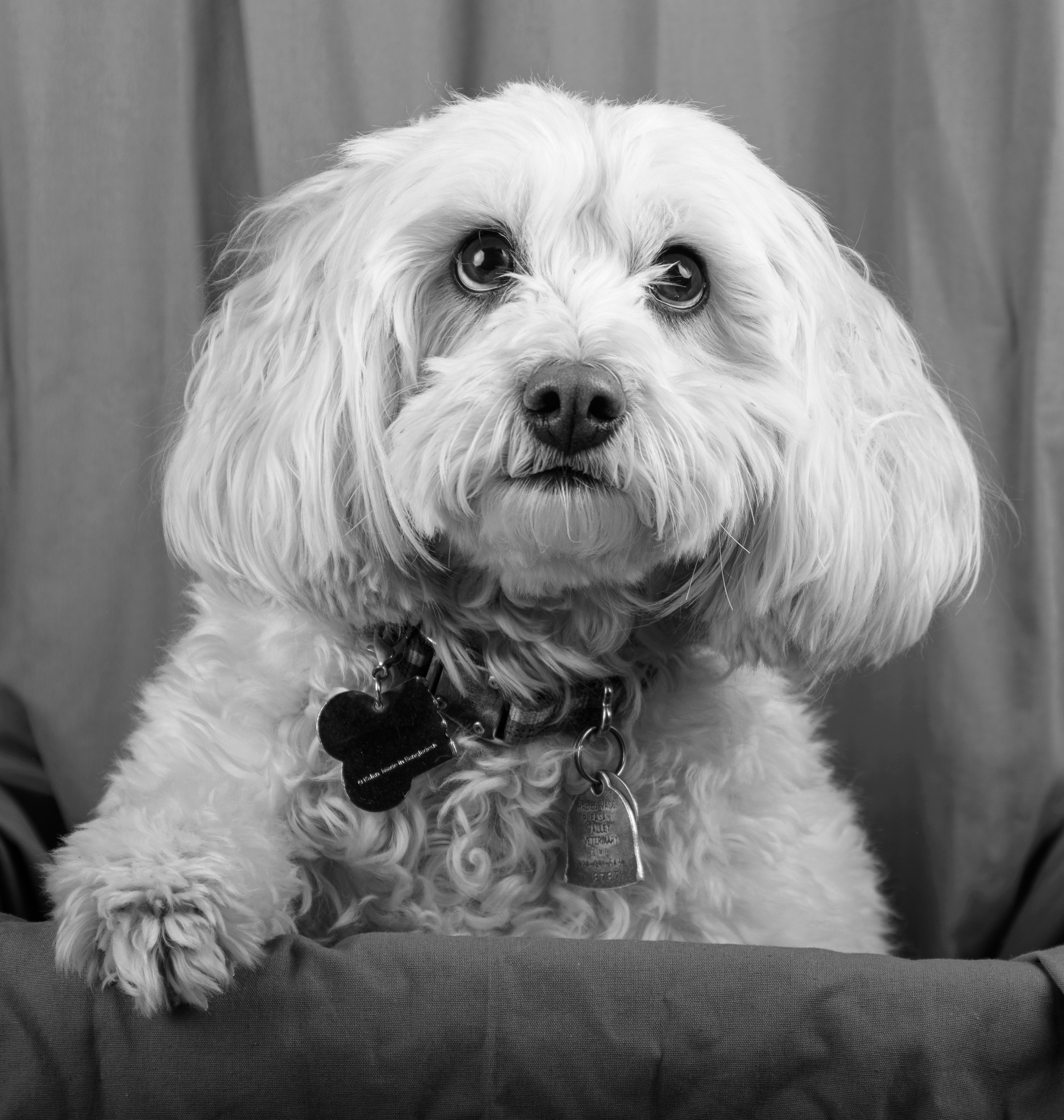 Adorable black and white portrait of a fluffy dog with a heart-shaped tag, exuding charm and warmth.