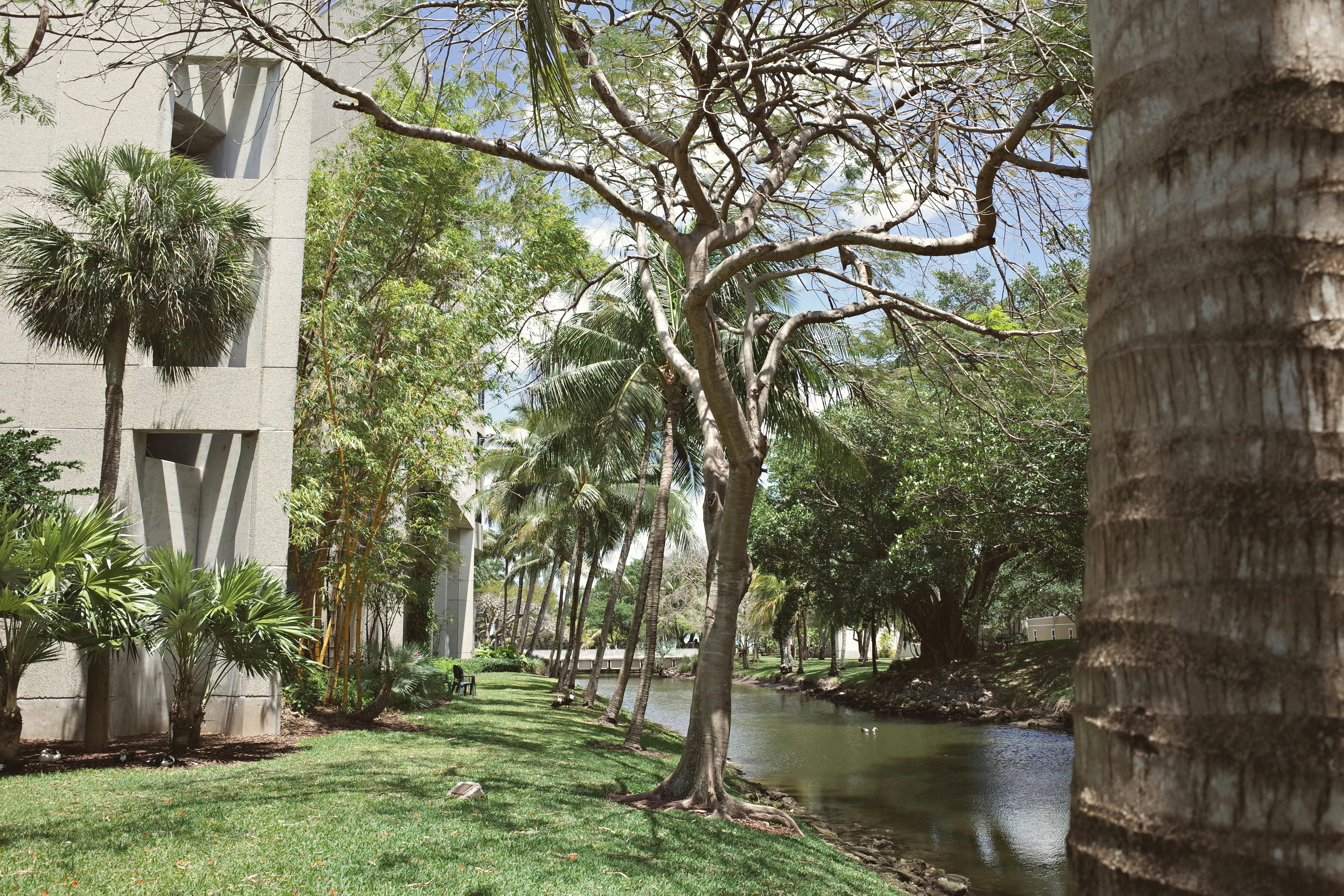 a serene path in a South Florida park - florida state funded detox centers