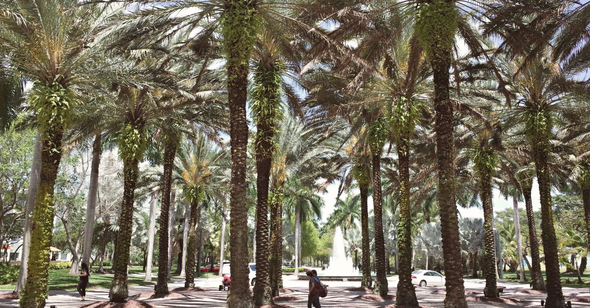 Thumbnail for Coconut Grove Tops Miami in LucidIQ Scores — Here's Why