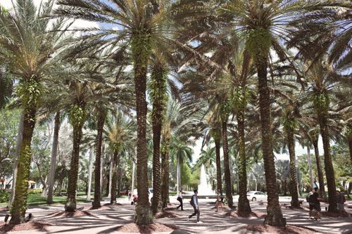 Free Students walking under palm trees near fountain at a university campus. Stock Photo