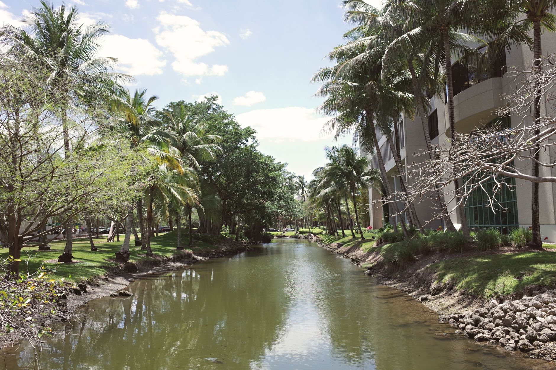 Serene canal with lush palm trees on a university campus in Coral Gables, Florida.
