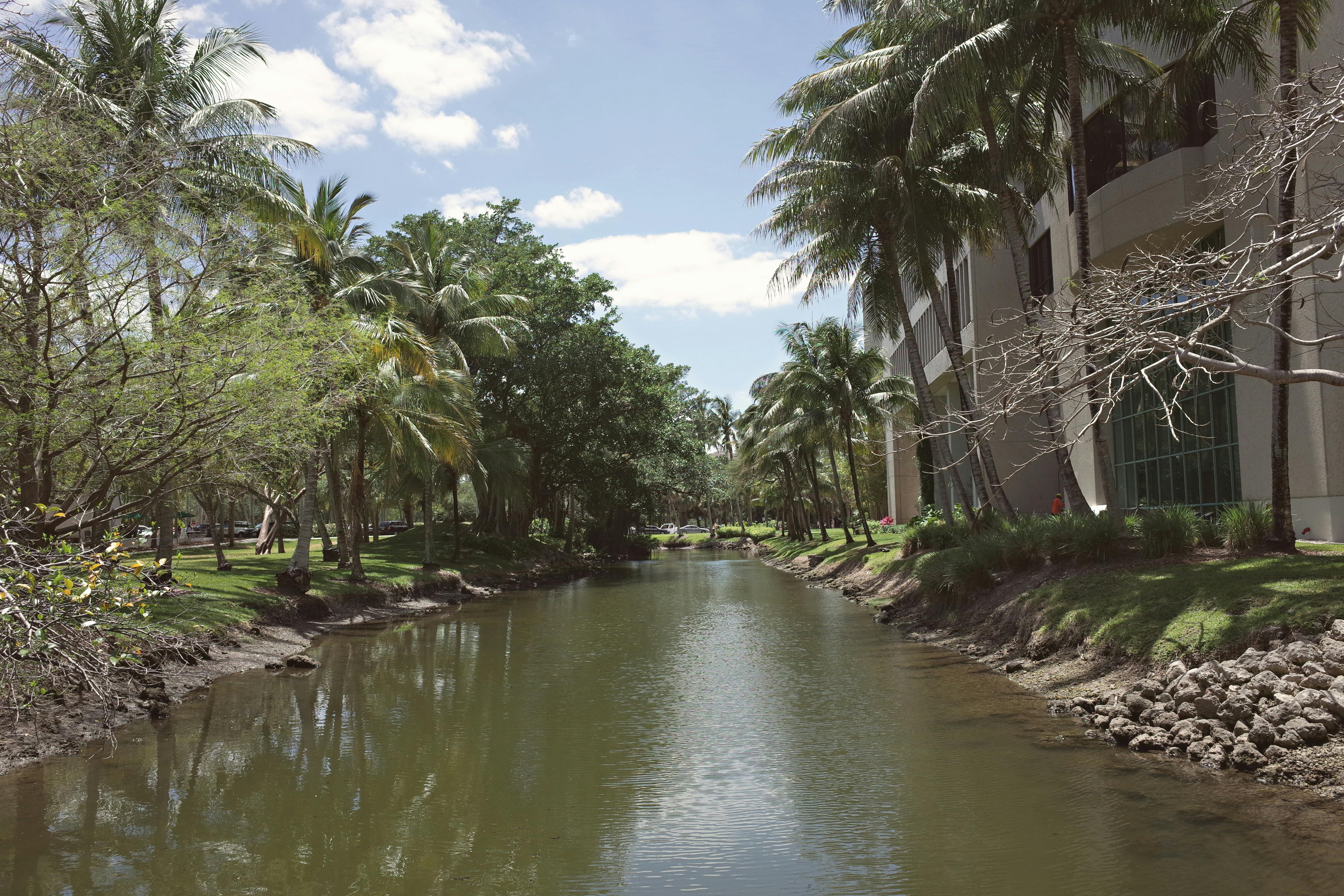 Peaceful canal view with palm trees at a Florida university campus, Coral Gables.