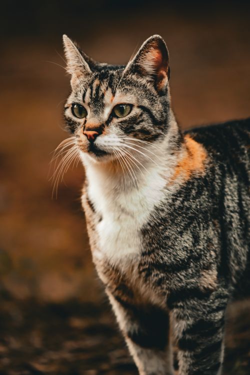Free Close-up of a tabby cat standing outdoors with a warm autumnal background, showcasing its unique markings. Stock Photo