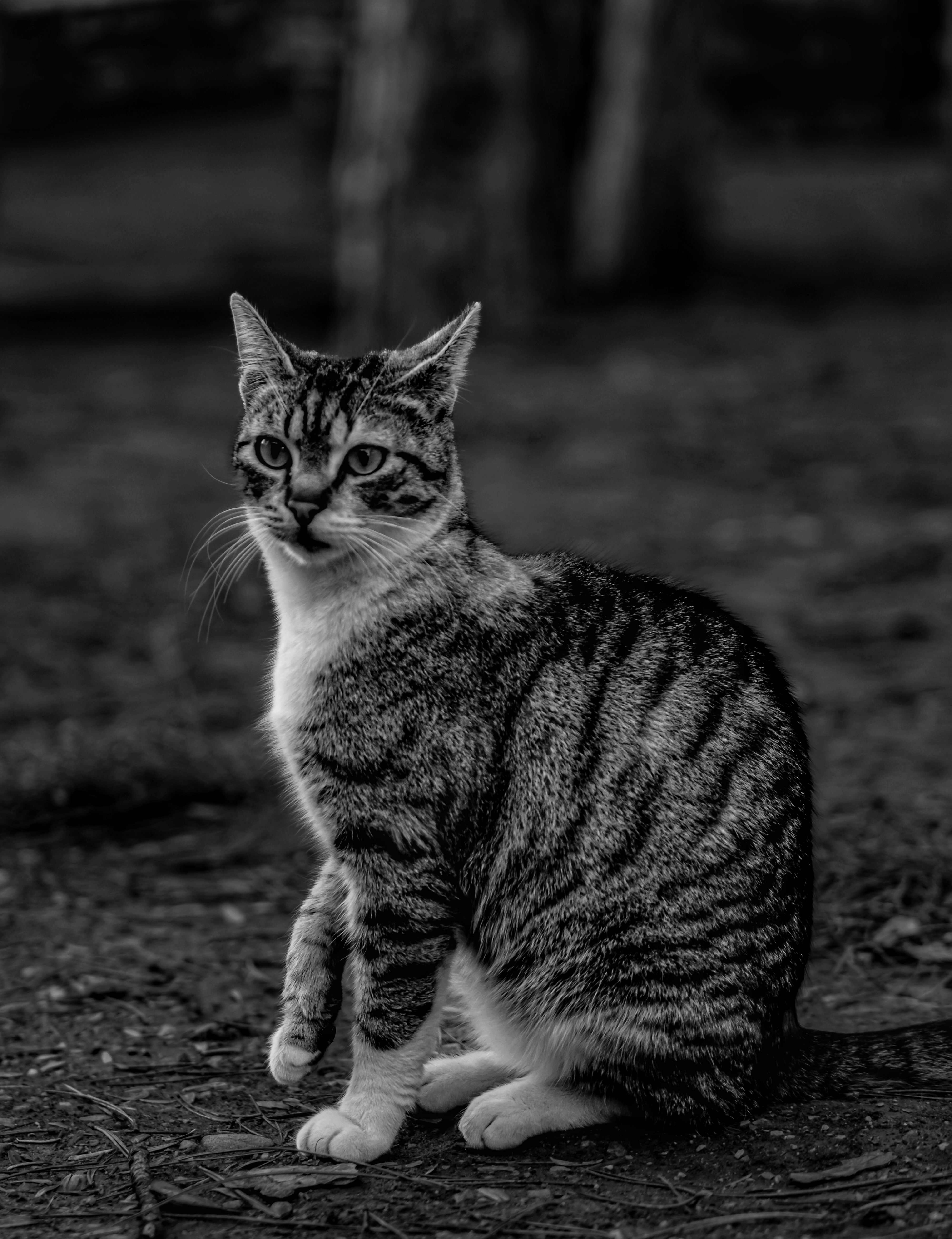 Cat in Black and White · Free Stock Photo