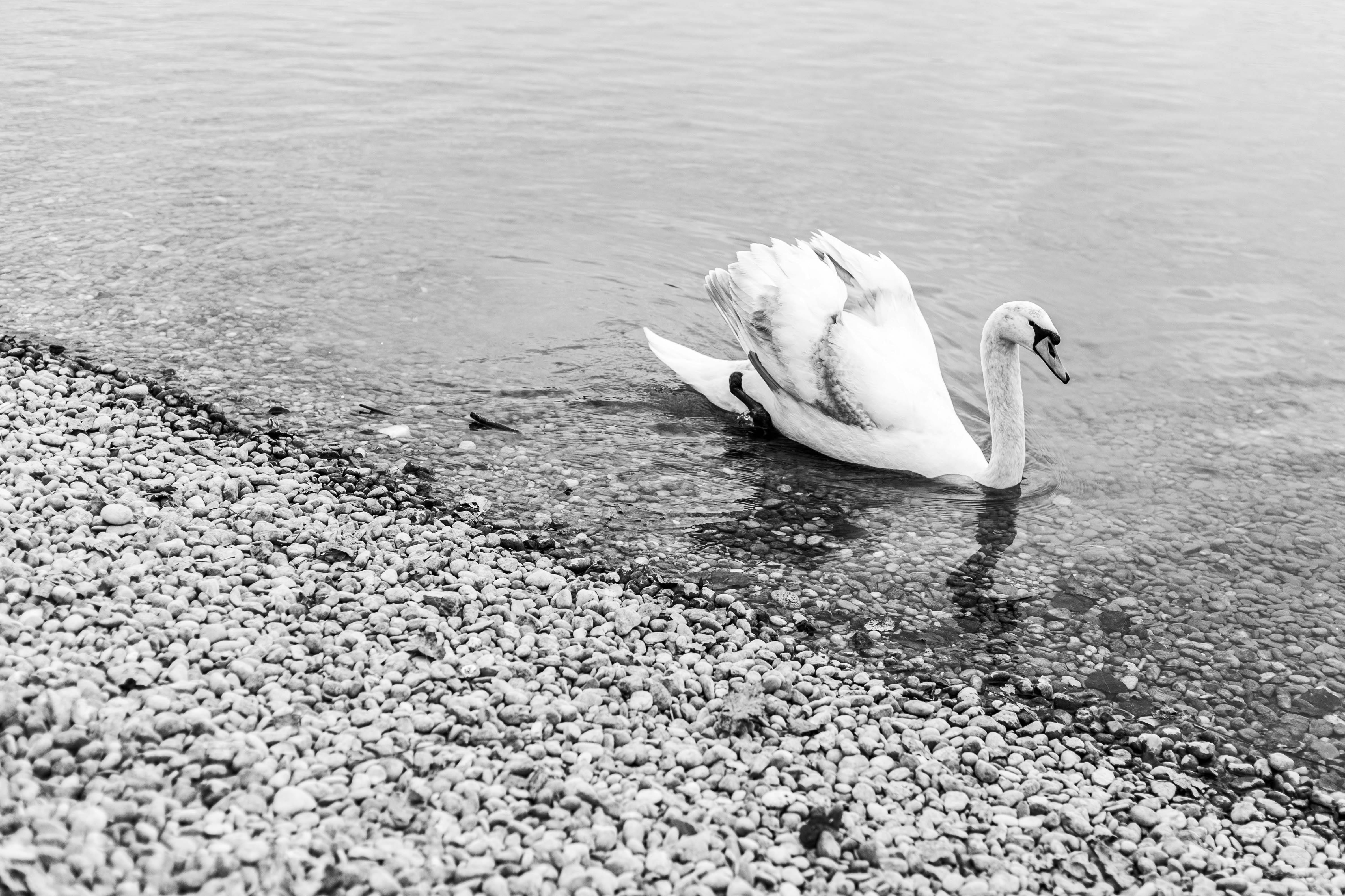 A serene black and white image of a swan gracefully swimming along a pebble shore in Zagreb, Croatia.