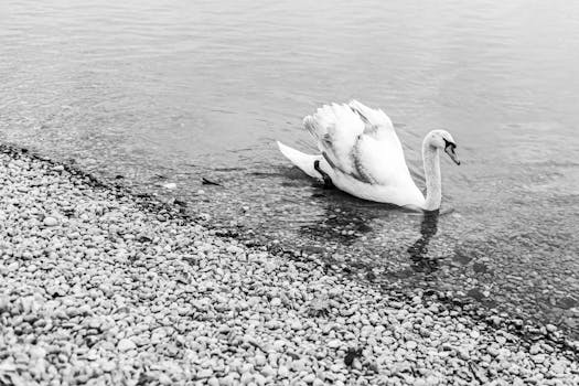 A serene black and white image of a swan gracefully swimming along a pebble shore in Zagreb, Croatia.