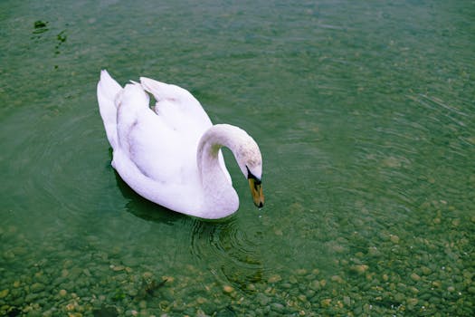 A graceful swan glides through the clear waters of a Zagreb lake, showcasing natural beauty.