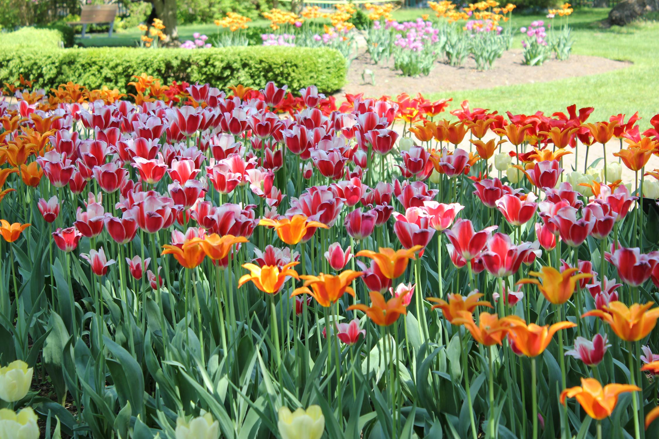 reksadana dan festival keukenhof