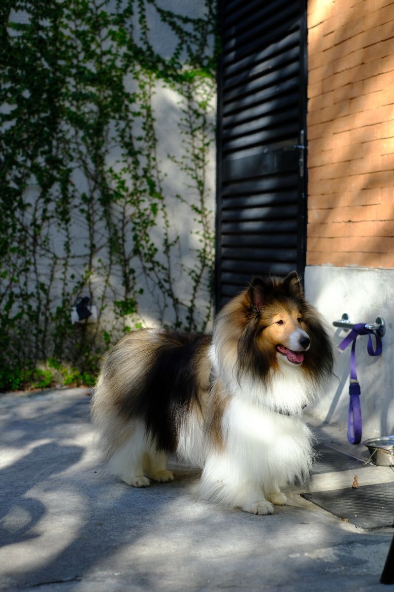 Benny - photo 1