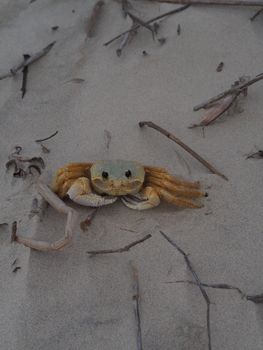Close-up of a ghost crab on a sandy beach in Ilha Comprida, Brazil.