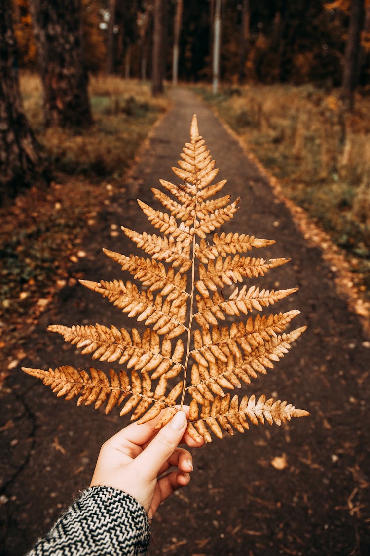 Photography Of Person Holding Dry Fern Leaves