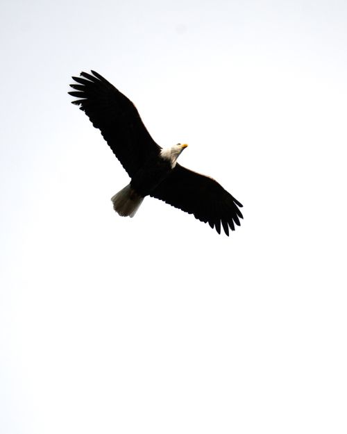 Free Bald eagle in flight captured against a bright sky, showcasing its majestic wingspan and freedom. Stock Photo