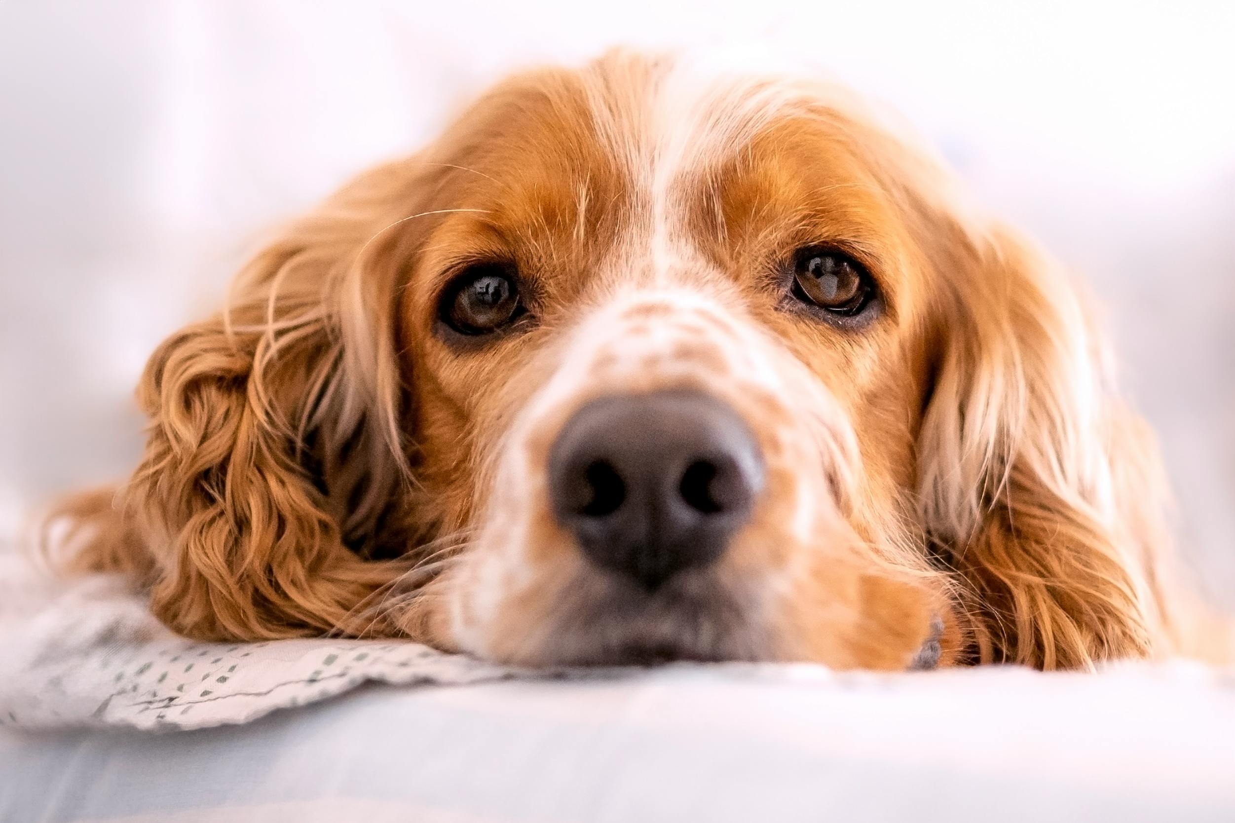 https://www.pexels.com/photo/close-up-portrait-of-a-relaxed-cocker-spaniel-dog-31042012/