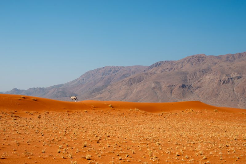 Desert Wildlife & the Night Sky