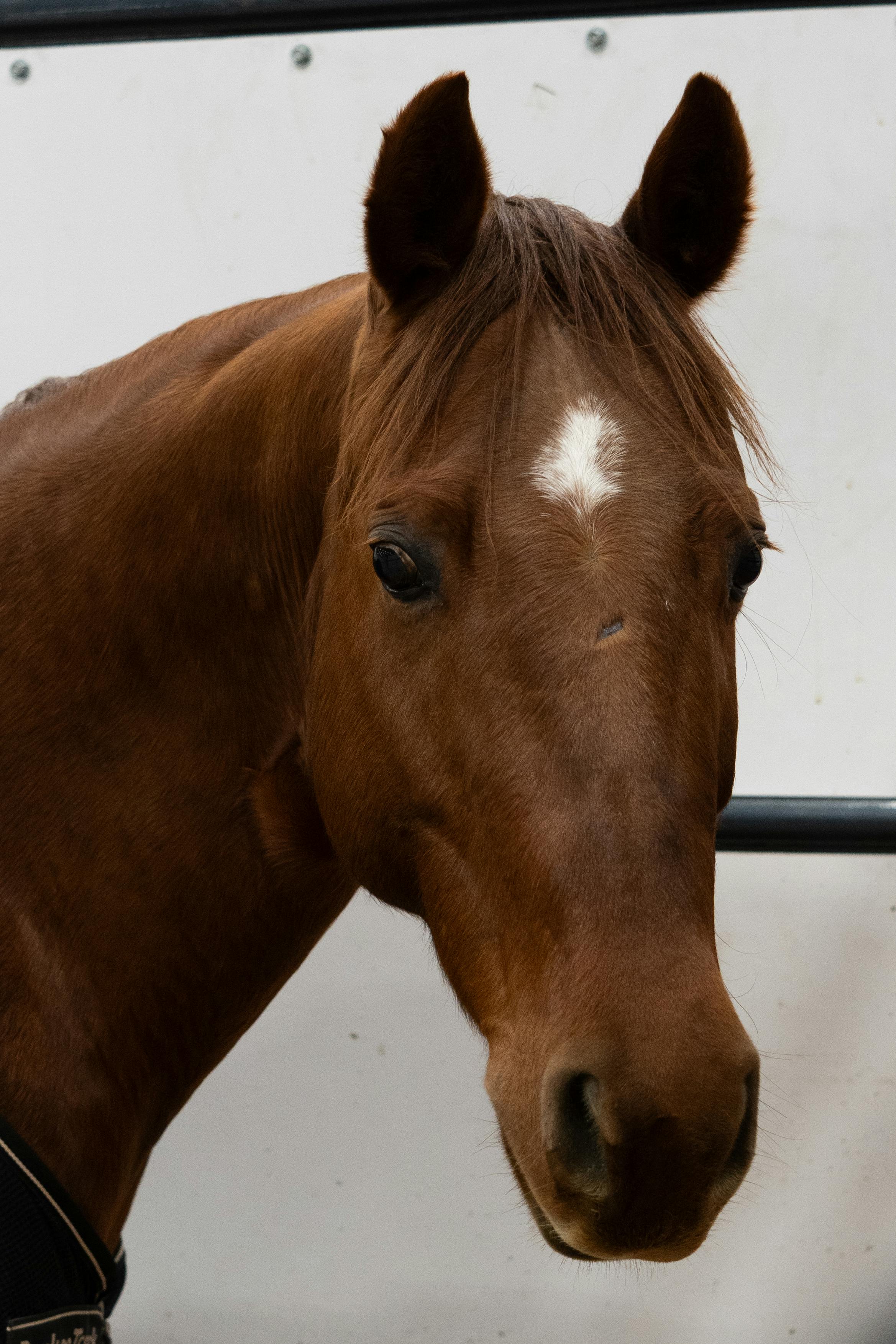 Detailed close-up of a brown horse with a white star marking on its forehead, displaying gentle features.