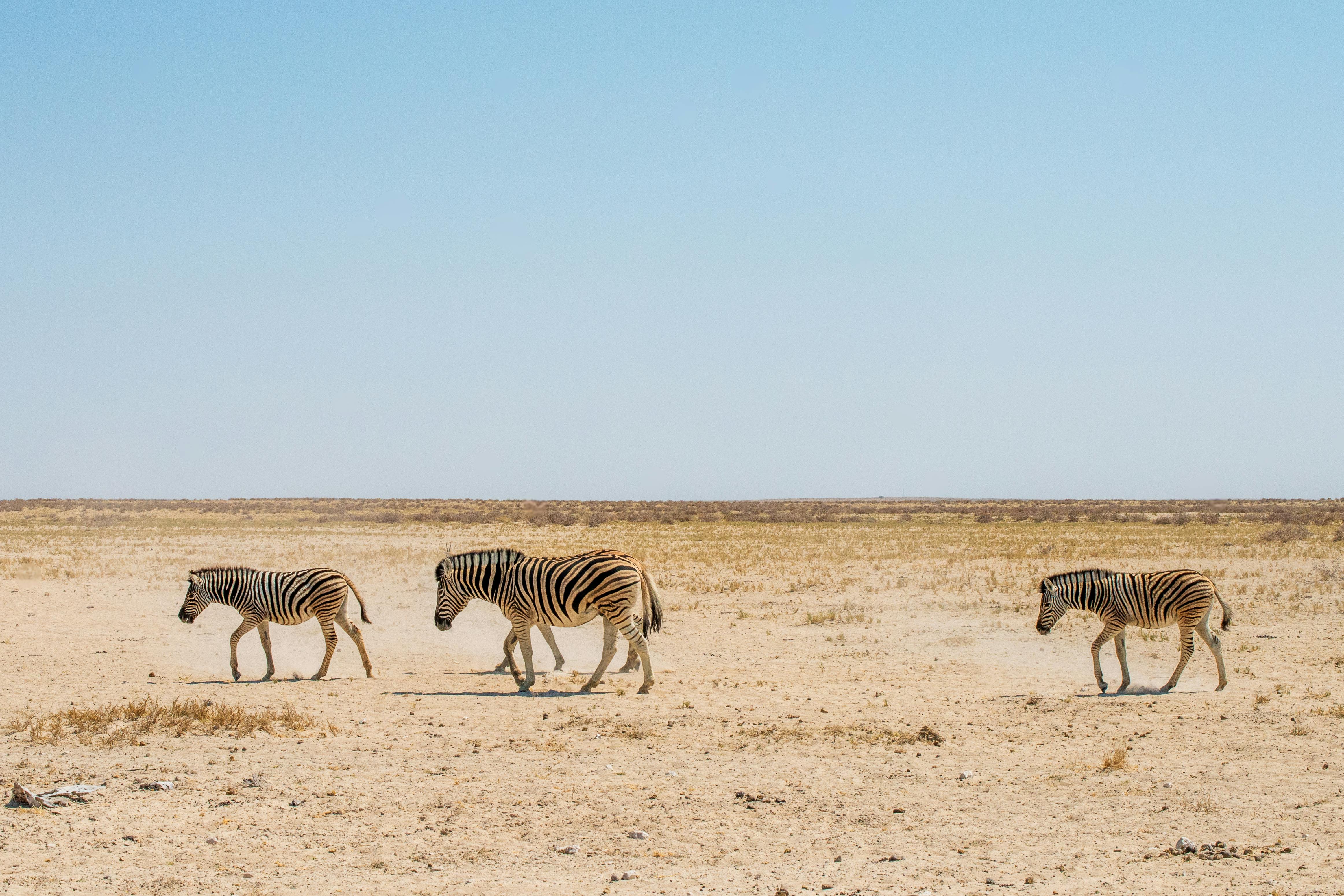A group of zebras walking across the arid landscape of Etosha National Park, Namibia. - Etosha