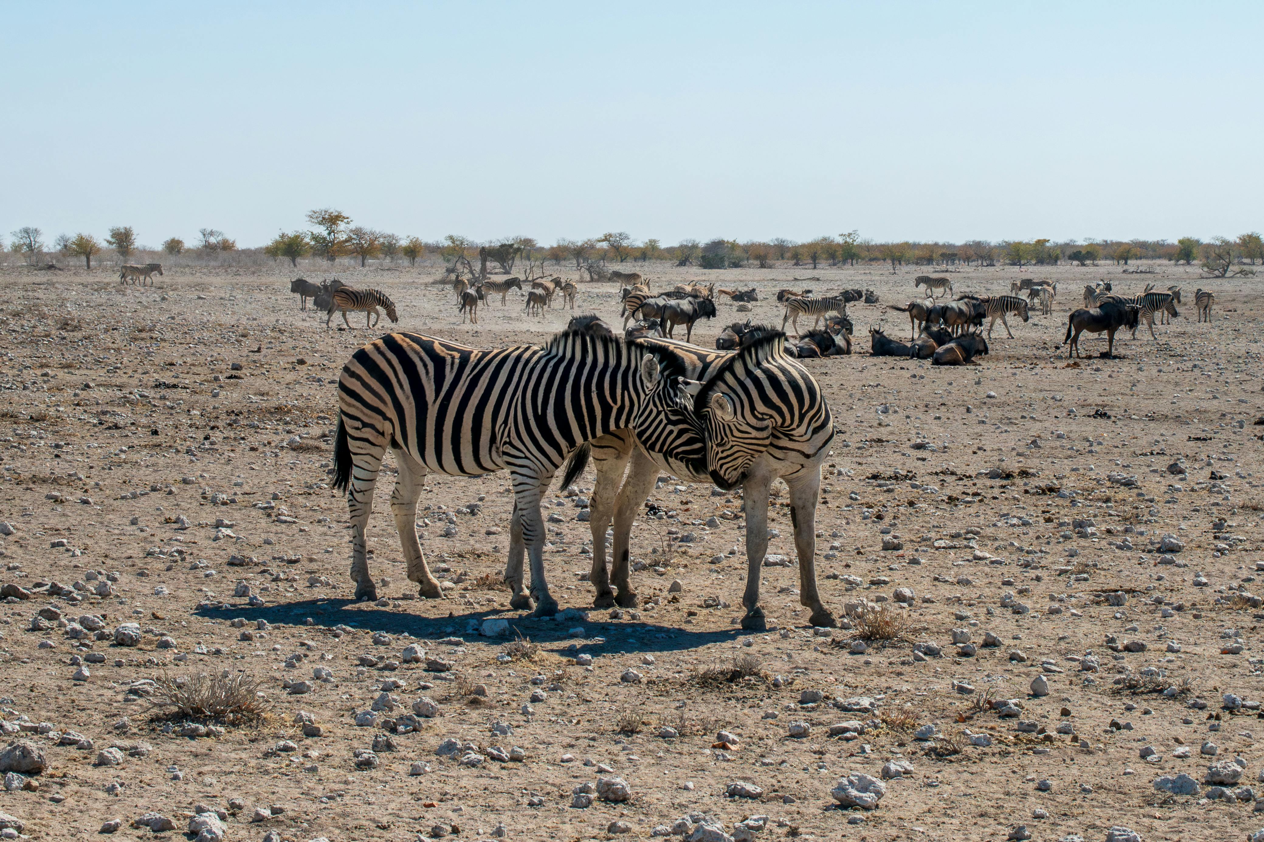 Etosha National Park