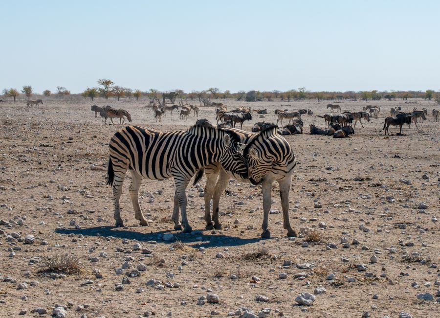 Two zebras nuzzling amidst a herd at Etosha National Park, Namibia.