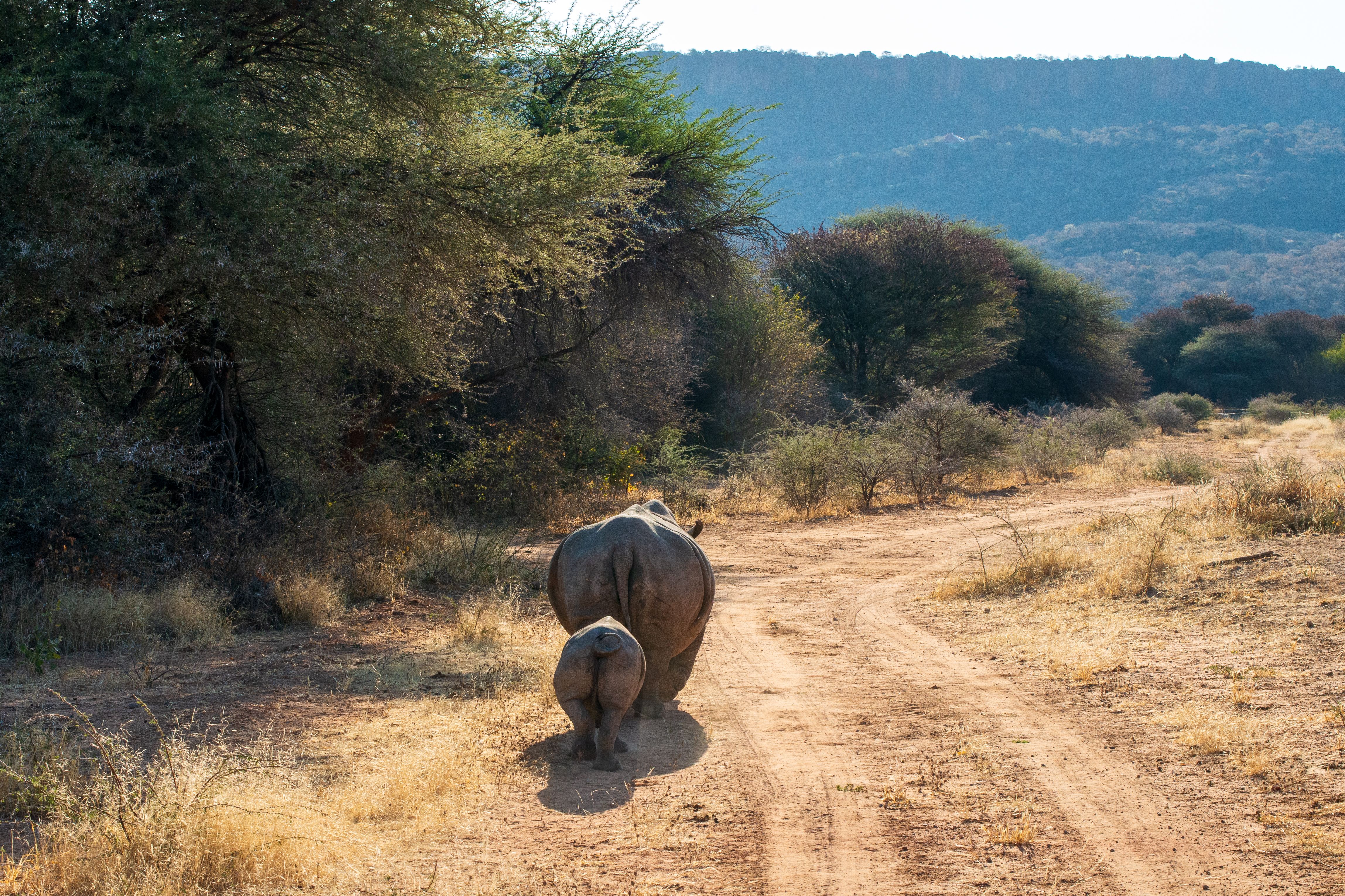 Marataba vs Madikwe: A Safari Showdown