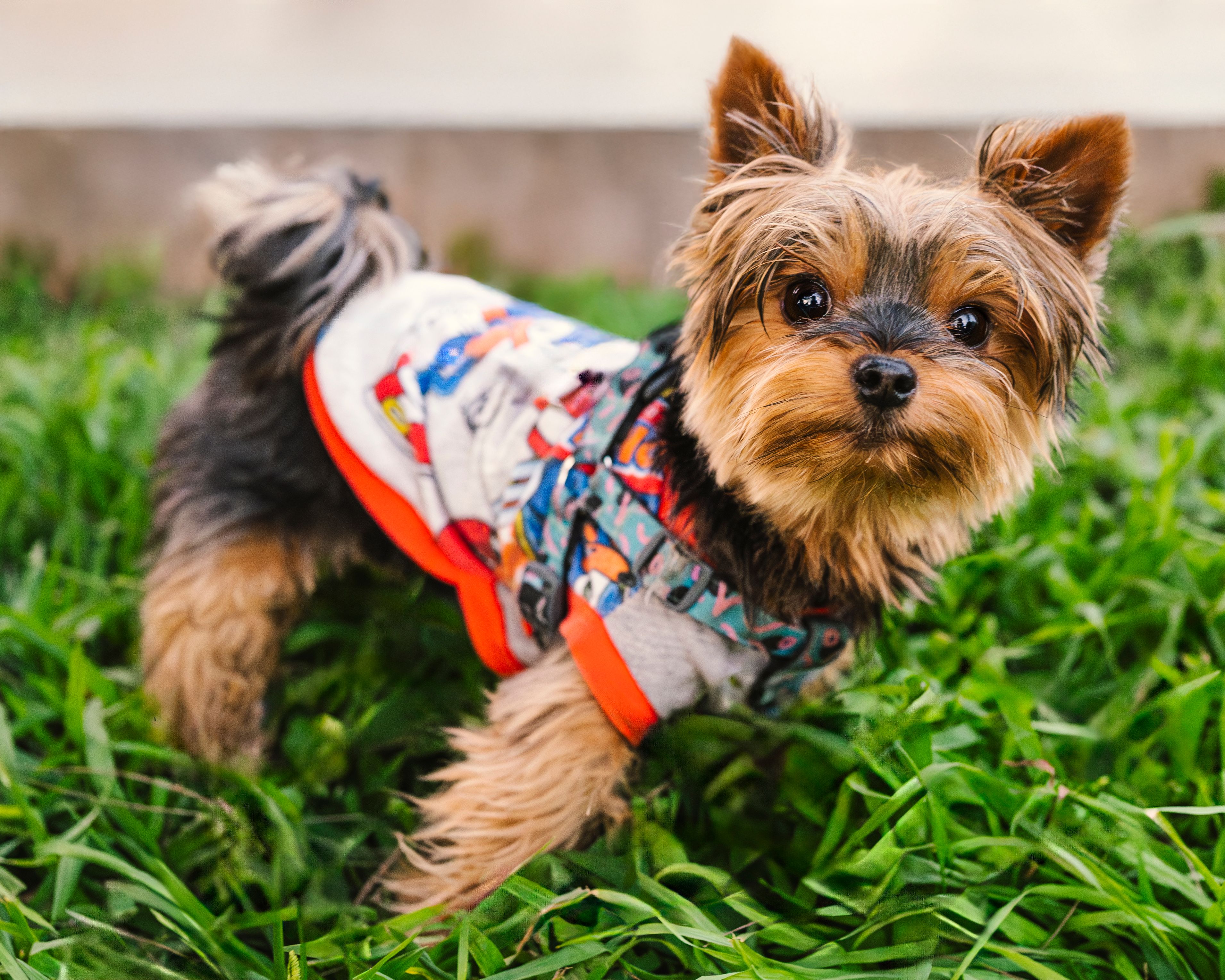 Hawaii Pet Expo returns to the Blaisdell this weekend - Hawaii News Now — Photo by Christopher Welsch Leveroni on Pexels