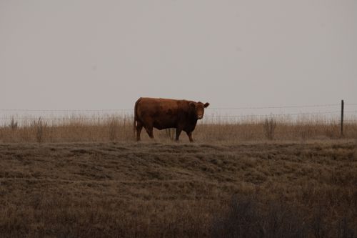 Free A lone brown cow stands quietly in an overcast rural pasture. Stock Photo