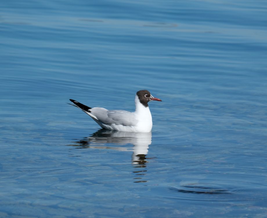 Blue Red Gull Ride Black-headed Gull Floating on Calm Blue Water · Free Stock Photo