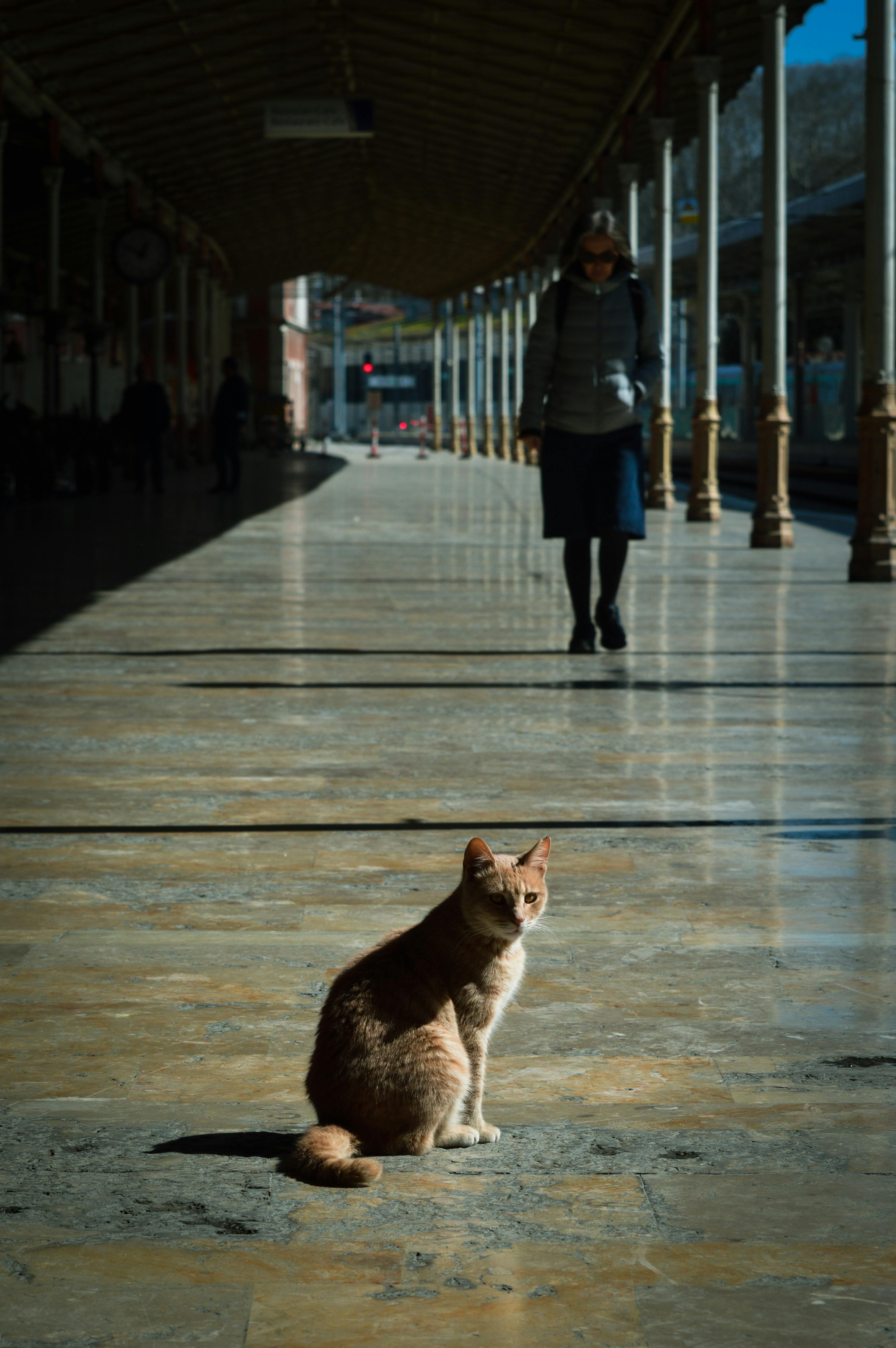 Cat Training With A Clicker