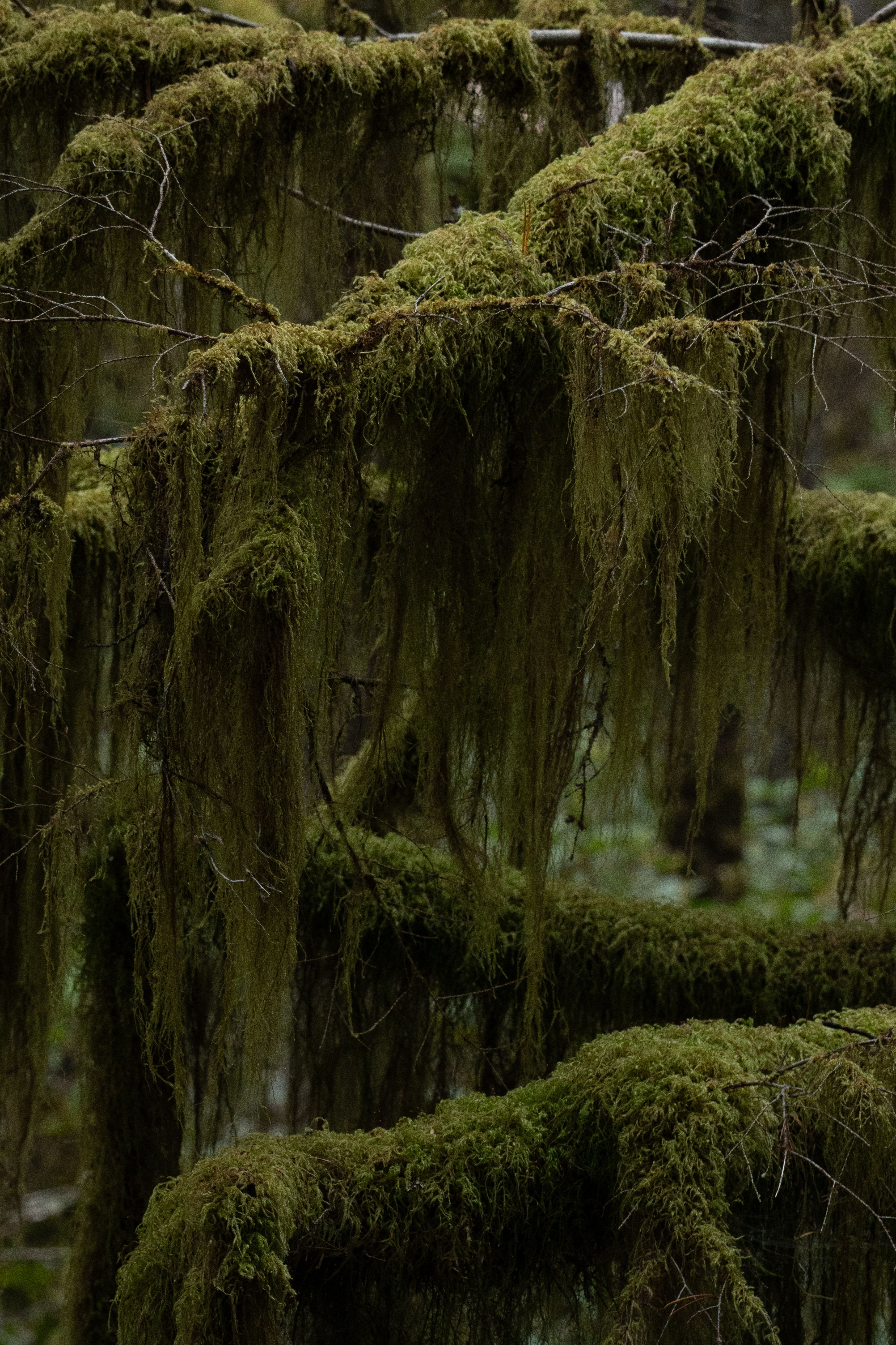 Close-up of lush green moss hanging on branches in a damp forest environment.. close, lush, green
