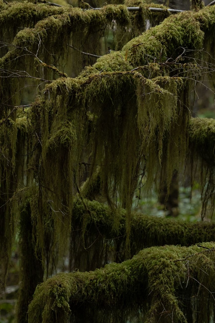 Close-up of lush green moss hanging on branches in a damp forest environment.. close, lush, green
