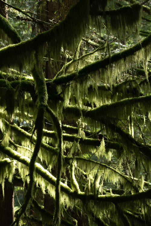 Free Explore the vibrant green hues of moss-covered branches creating a natural forest landscape. Stock Photo