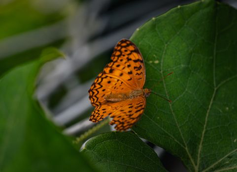 Close-up of an orange butterfly quietly perched on a green leaf in Thailand.