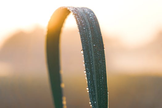 Close-up of a dew-coated leaf at sunrise, capturing nature's beauty.