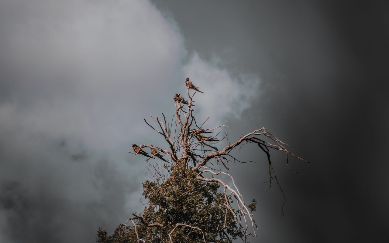 a dramatic scene of birds perched on a barren tree under a stormy sky