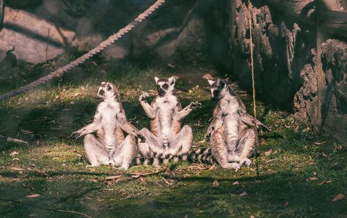 Free Three ring-tailed lemurs lounging outdoors amid natural surroundings in Santiago, Chile. Stock Photo