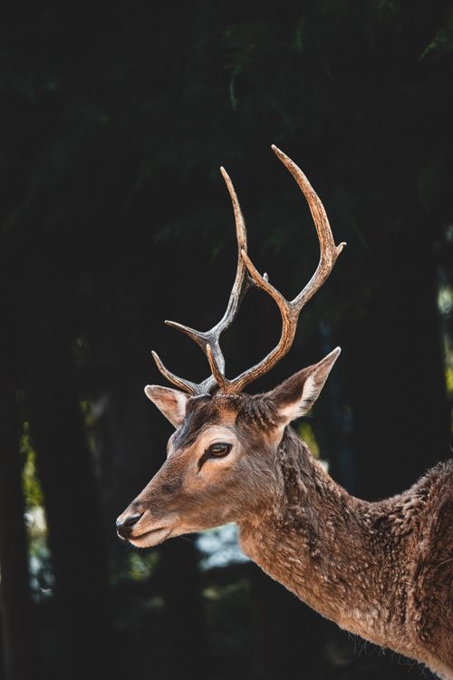 Free Close-up of a huemul deer in Santiago forest, showcasing its antlers and natural habitat. Stock Photo