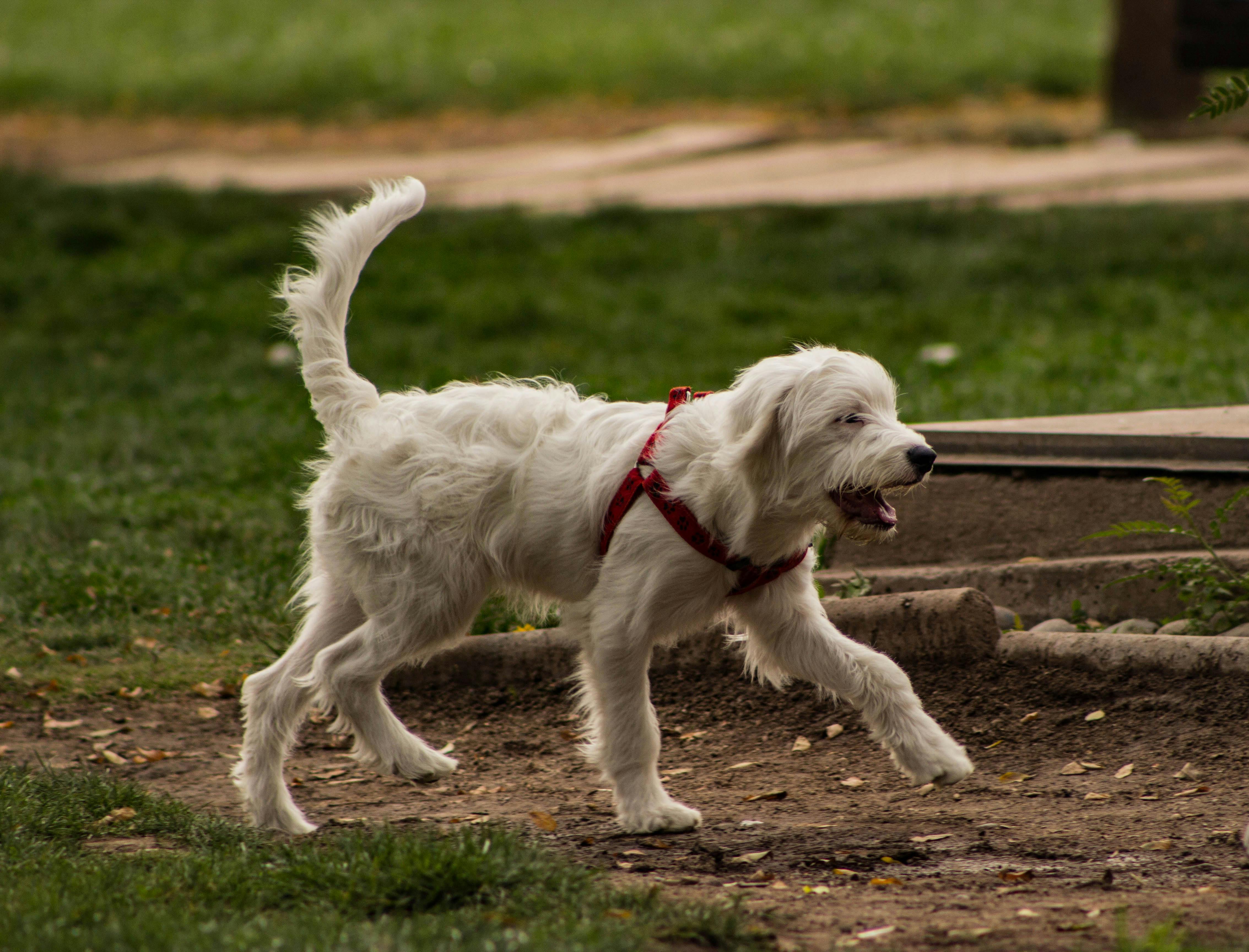 pet lifestyle pets lifestyle reviews — Photo by Manuel Toledo on Pexels