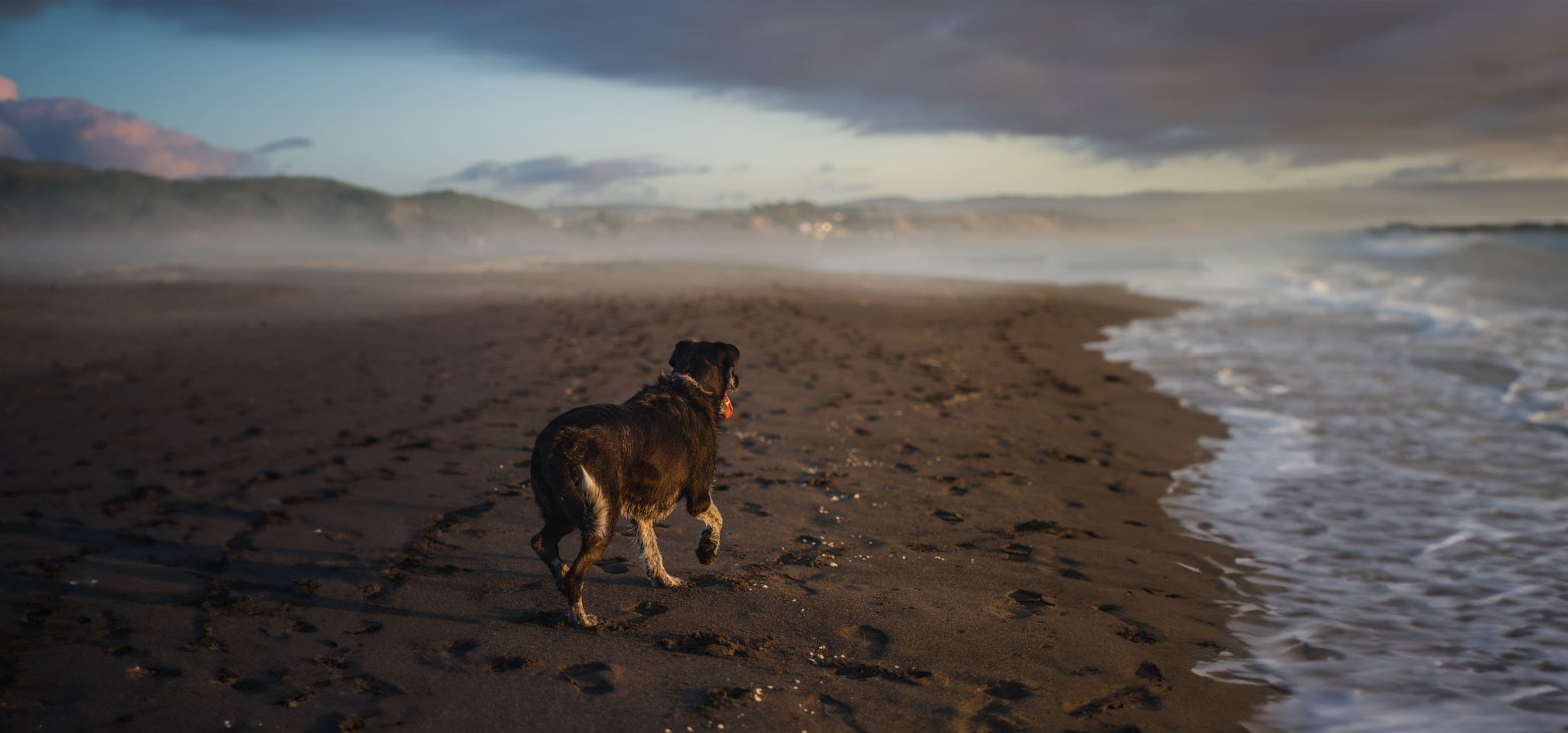 Zorgen om 15-jarige hond Josh die wegliep in Domburg